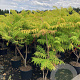 Rhus typhina Tiger Eyes 100-125 cm 20L