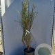 Salix elaeagnos 'Angustifolia' 125-150 cm 20L