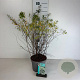 Spiraea arguta 40-50 cm 35L