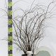 Spiraea cinerea 'Grefsheim' 100-125 cm 20L