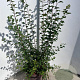 Spiraea vanhouttei 60-80 cm 10L