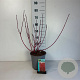 Cornus alba 'Sibirica' 50-60 cm 6,5L