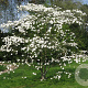 Cornus 'Eddie's White Wonder' 300-350 cm cont. 80L