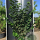 Corylus 'Halle'sche Riesen' 200-225 cm 20L