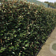 Elaeagnus ebb. 'Compacta' 100-125 cm 20L