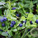 Vaccinium c. 'Calypso' 80-100 cm 35L