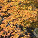Acer palmatum 'Dissectum Flavescens' 150-175 cm cont. 130L breed