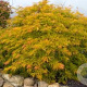 Acer palmatum 'Green Globe' 175-200 cm cont. 180L breed