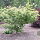 Acer palmatum 'Kagiri-nishiki' 250-300 cm cont. 180L