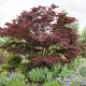 Acer palmatum 'O-kagami' 250-300 cm cont. 180L