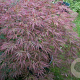 Acer palmatum 'Ornatum' 175-200 cm cont. 180L