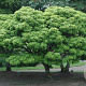 Acer palmatum 'Sharp's Pygmy' 80-100 cm 35L