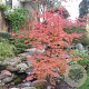 Acer pseudoplatanus 'North Wind' 250-300 cm 50L