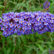 Buddleja davdii 'Nanho Blue' 125-150 cm 20L