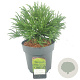 Cryptomeria j. 'Little Champion' 25-30 cm 5,0L