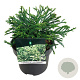 Cryptomeria j. 'Little Champion' 30-50 cm 10L