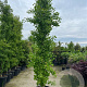 Ginkgo bil. 'Fastigiata' 300-350 cm container bijenkorf