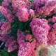 Hydrangea paniculata 'Sundae Fraise' 80-100 cm 20L