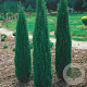 Juniperus communis 'Sentinel' 175-200 cm cont. 110L