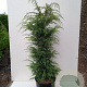 Juniperus communis 'Suecica' 150-175 cm 20L