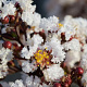 Lagerstroemia indica 'Pure White' 100-125 cm 20L