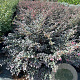 Loropetalum chinense 'Black Pearl' 80-100 cm 20L