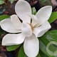 Magnolia grandiflora 'Alta' 125-150 cm 20L