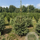 Picea abies 60-80 cm met kluit