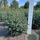 Picea omorika 60-80 cm met kluit