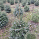 Picea omorika 80-100 cm met kluit