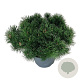 Pinus mugo pumilio 40-50 cm 6L