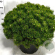 Pinus mugo pumilio 60-70 cm 35L plat