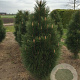 Pinus nigra 'Pyramidalis' 175-200 cm draadkluit