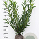 Prunus l. 'Caucasica' 80-100 cm met kluit