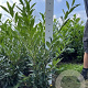 Prunus l. 'Caucasica' 80-100 cm met kluit