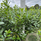 Prunus l. 'Novita' 60-80 cm met kluit