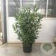 Prunus I. 'Rotundifolia' 100-125 cm 20L