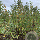 Prunus padus 175-200 cm met kluit solitair