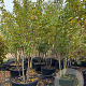 Prunus ser. 'Kanzan' 250-300 cm container meerstammig