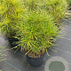 Sciadopitys verticillata 30-40 cm 5,0L
