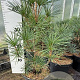 Sciadopitys verticillata 50-60 cm 7,5L