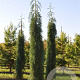 Sequoiadendron giganteum 'Pendulum' 125-150 cm 35L