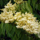syringa pekinensis 'beijing gold' 150-175 cm 20L