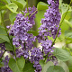 Syringa vulgaris 'Ruhm von Horstenstein' 100-125 cm 50L