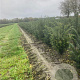 Taxus baccata 40-60 cm met kluit