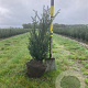 Taxus baccata 60-80 cm met kluit