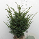 Taxus baccata 60-80 cm met kluit