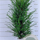 Taxus baccata 80-100 cm met kluit