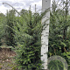 Taxus baccata 80-100 cm met kluit