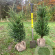 Taxus baccata 80-100 cm met kluit